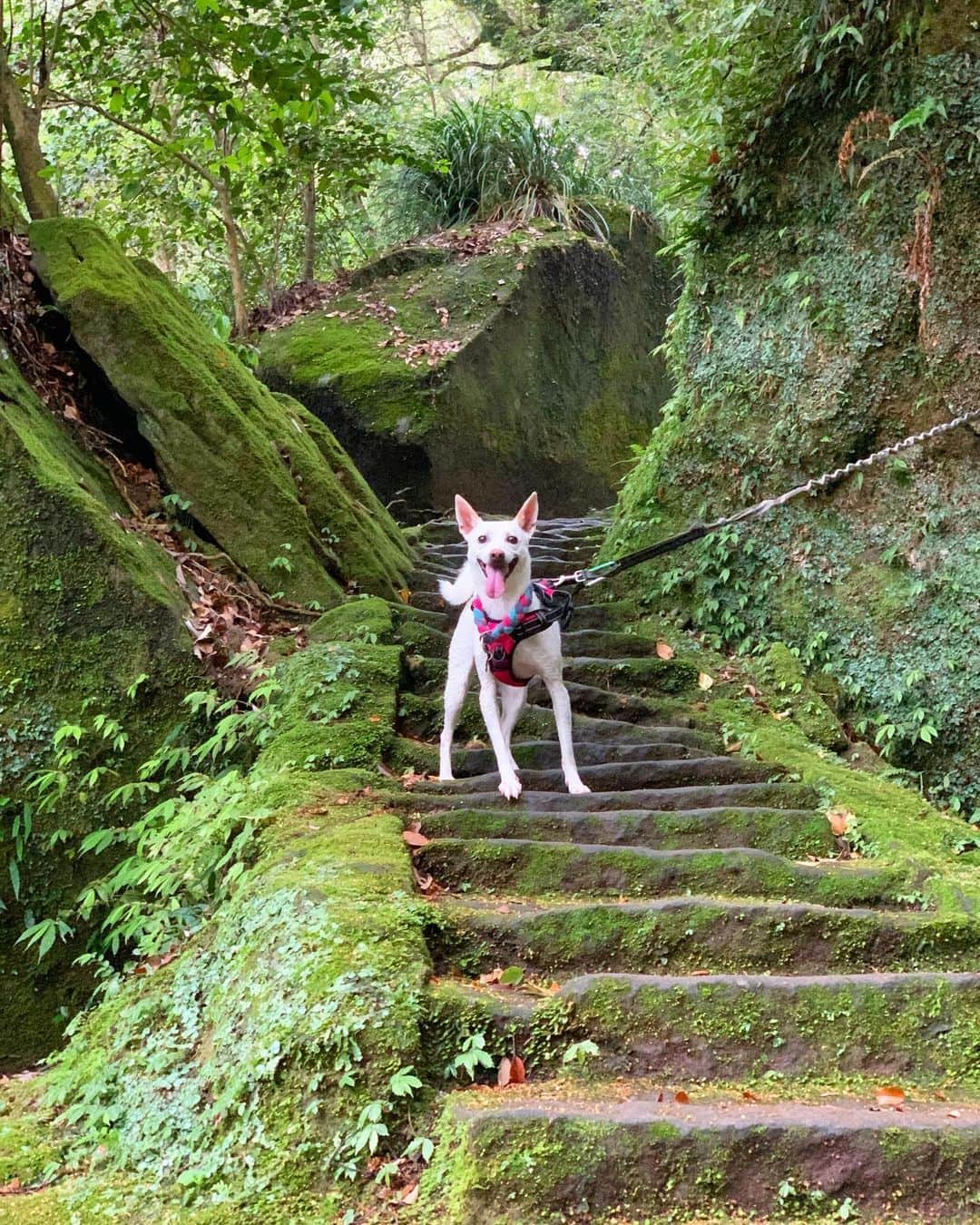 柴犬ハル&保護犬すずのグルメインスタ