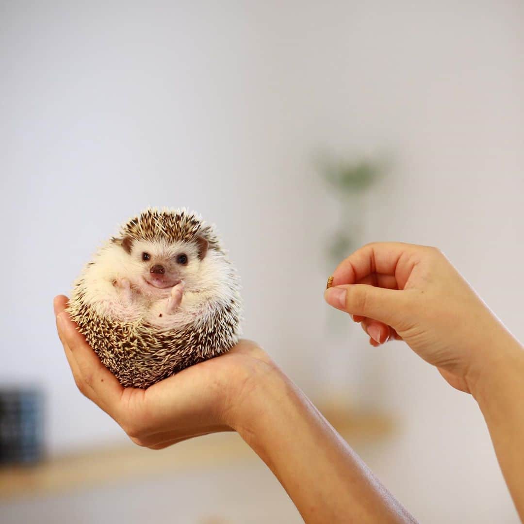 homelife 夢を叶える暮らし方のインスタグラム：「【ハリネズミ】 . . まんまるハリネズミ🐭 大切な家族との幸せな時間です。 . . こちらのお家はアーキホームライフのお施主様邸の施工写真です。 その他の施工写真は、 @homelife_gallery のURLからご覧いただけます。 . 家づくりの資料請求はコチラから @homelife_shiryou . . #ハリネズミと暮らす #動物 #ハリネズミ #ペット #ハリネズミのいる生活 #おうち時間 #ご飯タイム #家族 #家で過ごそう #癒し #マイホーム計画 #ローコスト住宅 #マイホーム #夢のマイホーム #間取り #シンプルな暮らし #暮らしを楽しむ #注文住宅 #自由設計 #デザイン住宅 #myhome #family #house #home #homelife_京都 #homelife_大阪 #homelife_兵庫 #ホームライフ #ホームライフ100 #アーキホームライフ」