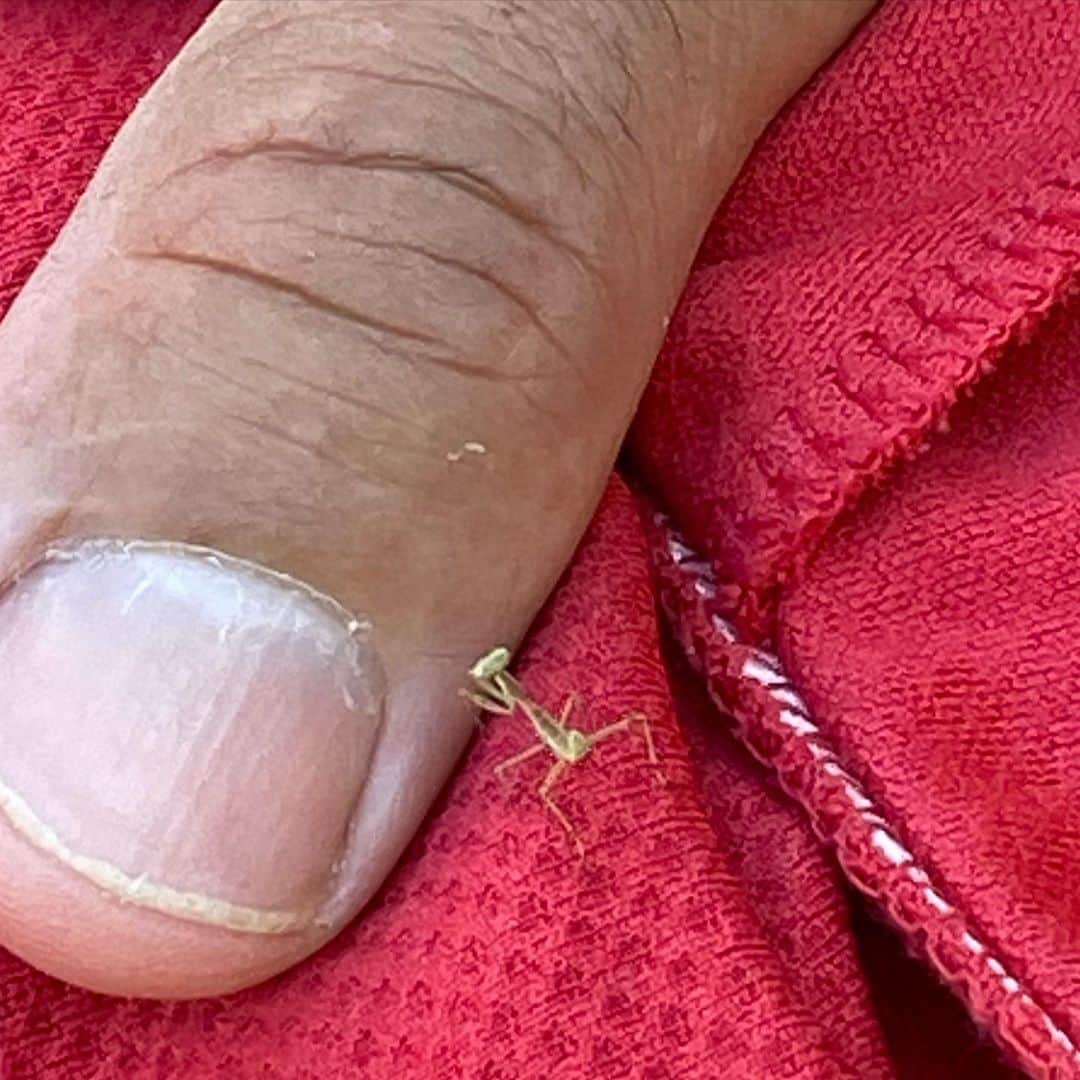 ジェリー・ライアンのインスタグラム：「Nature is amazing. @chefeme made a teeeeeeeeeeeensy friend in the back yard yesterday... 💚💚💚 #prayingmantisesarethecoolest」