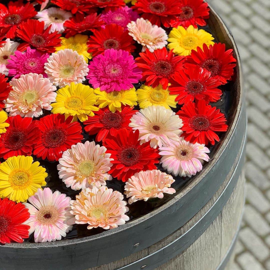 透水さらさのインスタグラム：「🌼🌼🌼﻿ ﻿ ﻿ ﻿ お花って本当に癒されます🏵 ﻿ ﻿ ﻿ ﻿ これはいつかのお花写真の撮りだめ🤳﻿ ﻿ ﻿ ﻿#花 #マーガレット #5月」