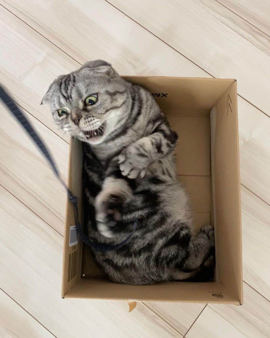 Shishi-maruのインスタグラム：「🐱Play well and sleep well 🐱よく遊び、よく寝る。 ーーーーーーーーーーーーー 🌺「渋ネコ ししまるさん」ねこのきもちWEB MAGAZINE にて毎週金曜日エッセイの連載中 ーーーーーーーーーーー 📕「ぷっちねこ。」「3匹のちいさな猫を召喚できたなら」「ちいさな猫を召喚できたなら」徳間書店より単行本発売中 ーーーーーーーーーーー ⭐︎ねこ漫画→@tacos_cat 🌺Twitter →@taco_emonemon ーーーーーーーーーーー」