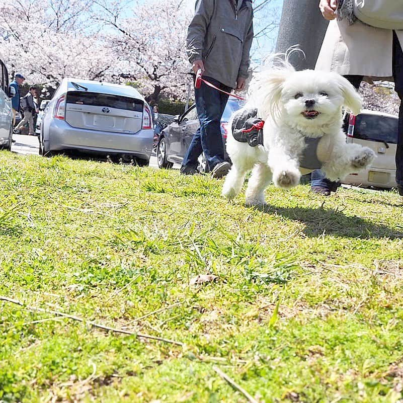 みき みーやんさんのインスタグラム写真 - (みき みーやんInstagram)「去年みるくとお花見行った時の🐶💕 . 楽しそうにぴょんぴょん 跳ねてて可愛い🤤💕 . . #ペット#愛犬の散歩#真っ白#子犬#パピー#わんちゃん#わんちゃん大好き#犬好きさんと繋がりたい#犬バカ#子犬#マルチーズ#マルチーズ大好き#マルチーズカット#ペットは家族#肉球#犬パンチ#肉球#ペット動画#ペットのいる生活#動物好き#犬好きな人と繋がりたい#犬すたぐらむ#マルチーズ大好き#わんこ#わんこのいる暮らし#Maltese#ふみふみ#ふみふみ動画#動物動画」5月7日 12時04分 - mi_yan0101