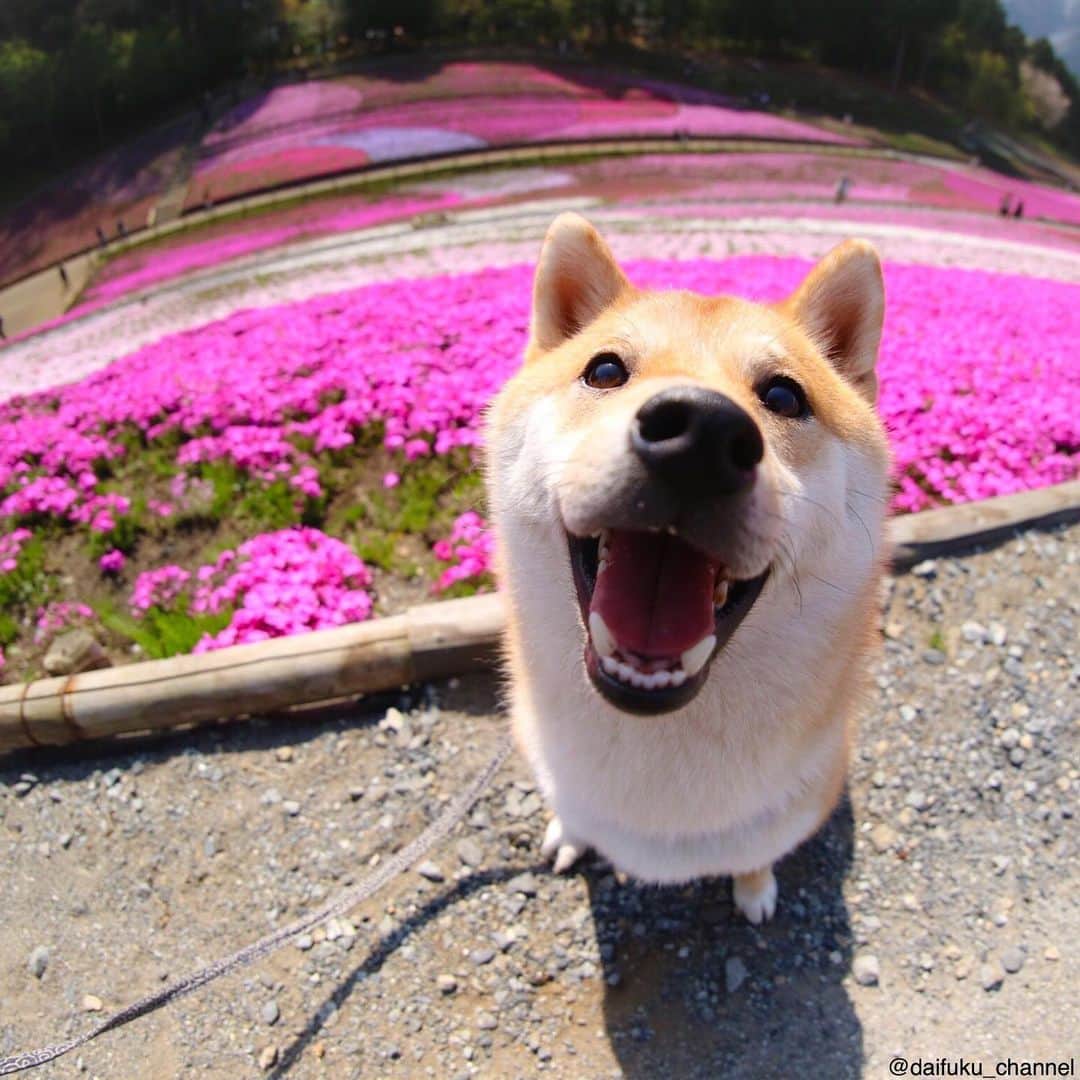 だいふくさんのインスタグラム写真 - (だいふくInstagram)「はやく、お花畑とか行きたいねー🐶 ❤️いつかのだいふく #stayhome #芝桜」5月7日 23時39分 - daifuku_channel