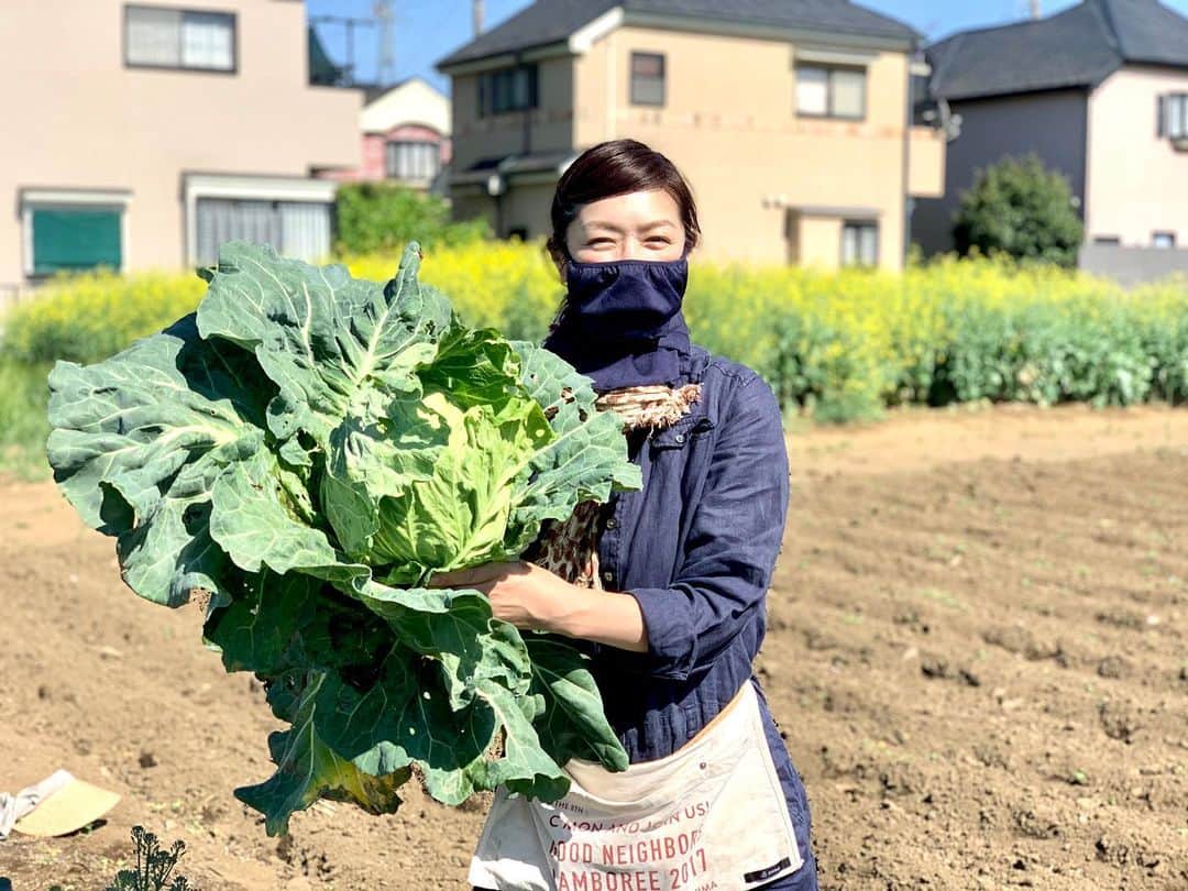 加藤紀子のインスタグラム：「てっぷりキャベツの成長（例年通り、青虫先生のお味見済み🐛😅）。 手でバキバキ割いて、 お塩！味噌！好きな味でモリモリ。  美味しい〜🥰 #カトノリ農園  #畑からこんにちは #加藤紀子畑チャンネル #春キャベツ」