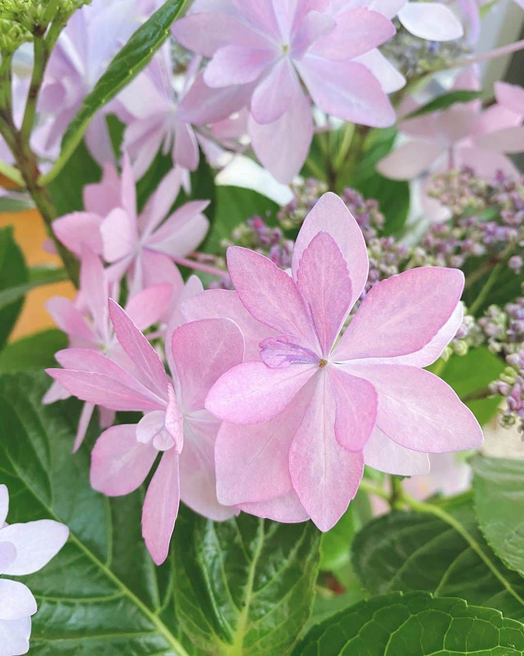 大後寿々花さんのインスタグラム写真 - (大後寿々花Instagram)「You are beautiful☺️🌸 #紫陽花 #flowers #💐」5月7日 22時17分 - suzuka_ohgo