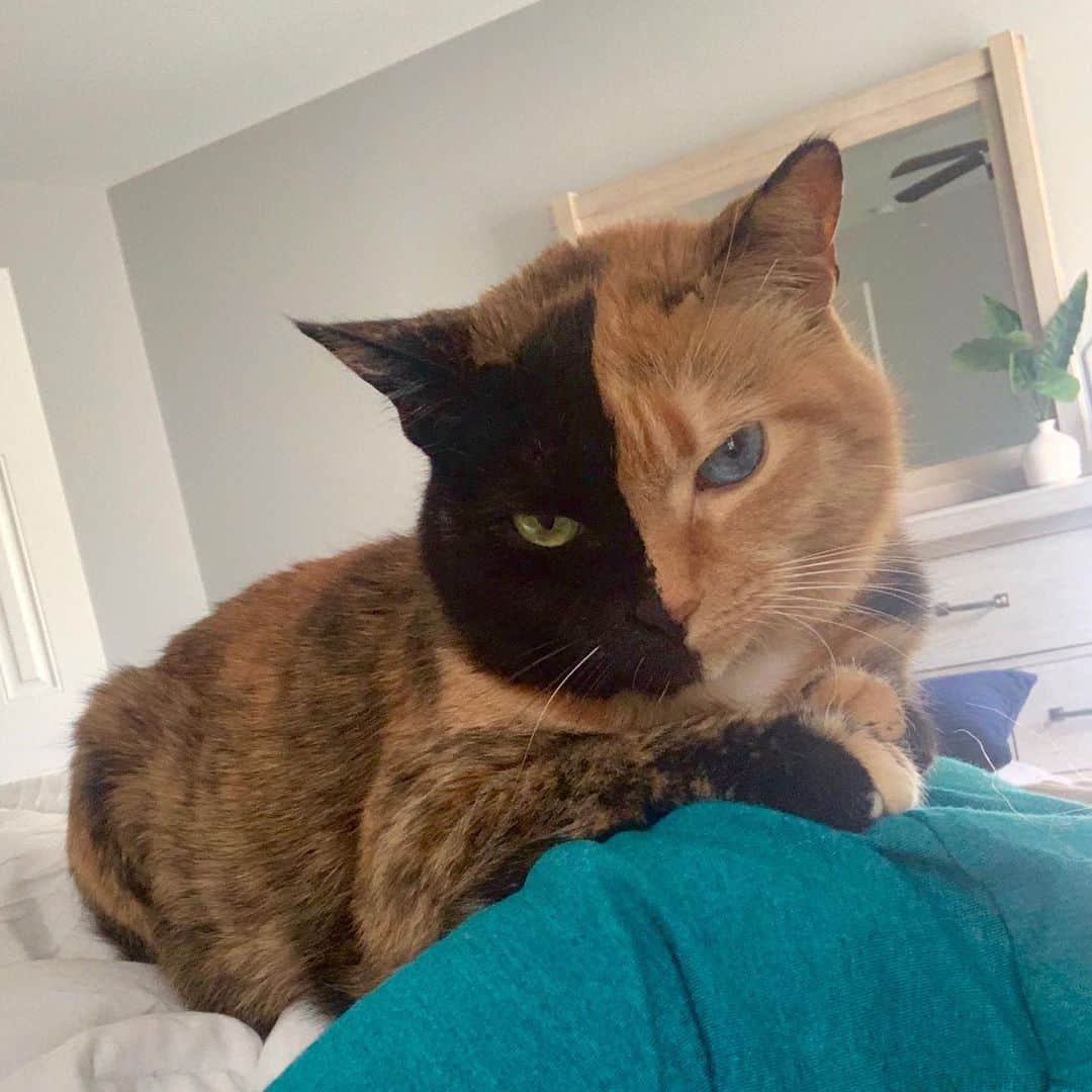 Venus Cat さんのインスタグラム写真 - (Venus Cat Instagram)「Selfie from this morning. Mom says I remind her of something my human brothers loved when they were smaller....shoulder buddies. I am her shoulder buddy, she wakes up like this a lot! 😹」5月7日 22時19分 - venustwofacecat