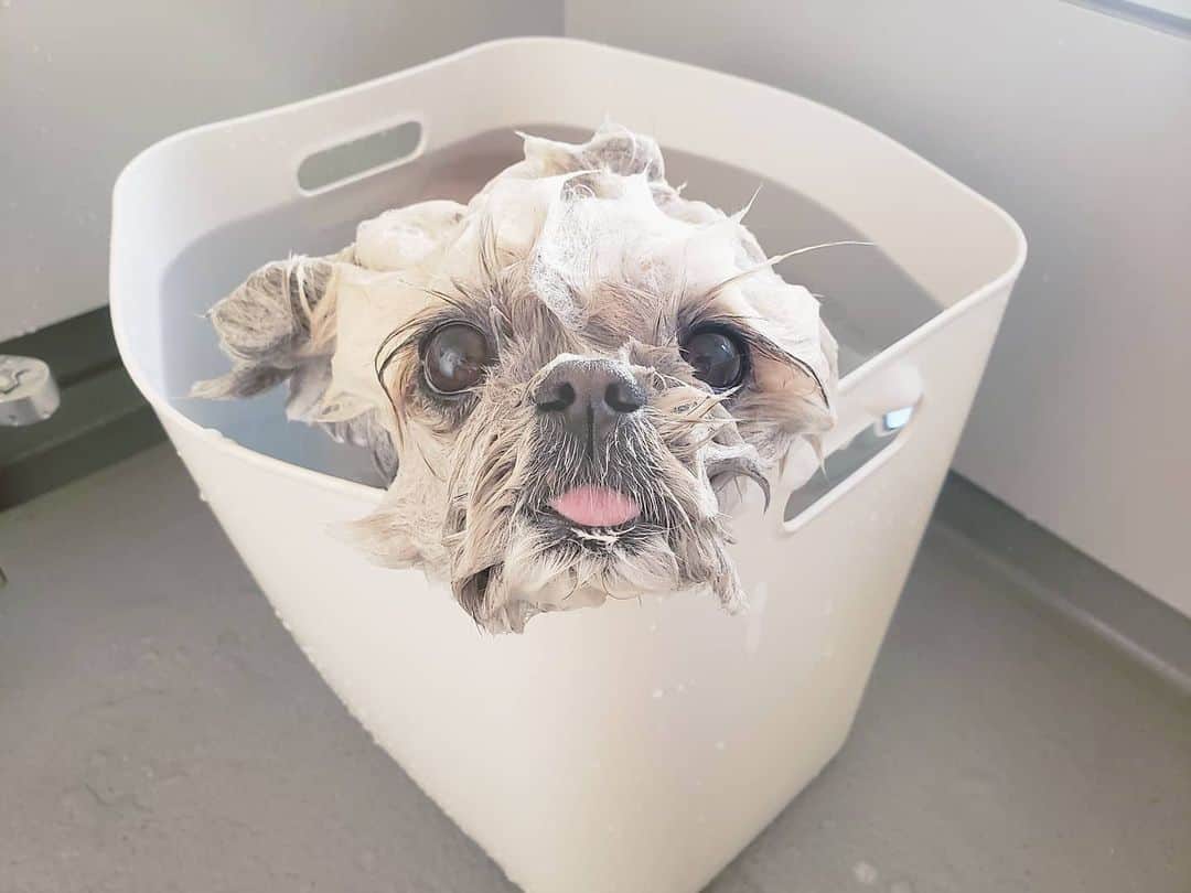 のインスタグラム：「after → before 🛀 おふろに入ったらジャガイモに変身した犬 #顔ぼこぼこ #ビフォーは雪男？」
