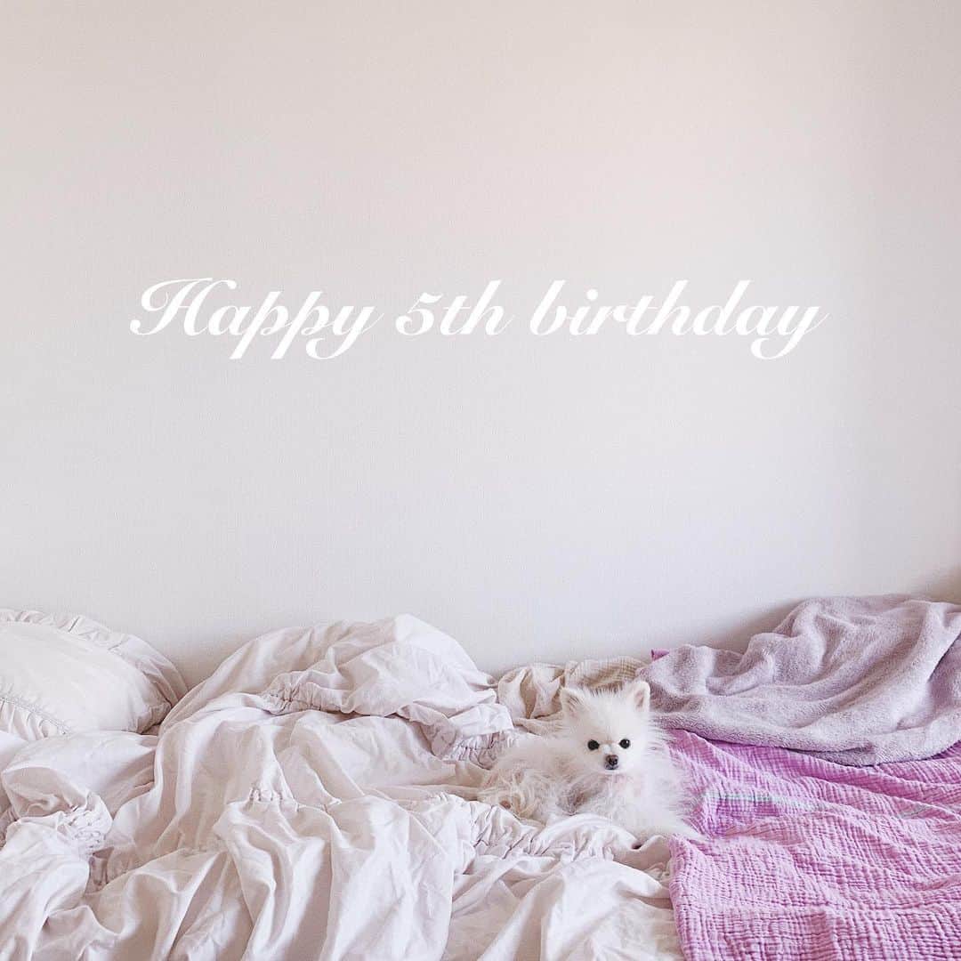 神尾美沙さんのインスタグラム写真 - (神尾美沙Instagram)「🎂﻿ ﻿ 今日、5/7は しろの誕生日！﻿ もう5歳かぁー😭💕﻿ ﻿ 甘えん坊さんなのにたまにドライで﻿ 綺麗好きでふわふわであったかくて﻿ ちっちゃくて白くて人が好きで、、﻿ もう世界で一番好きだよ。。。﻿ ﻿ 君の健康と幸せが私の生きる糧です。﻿ これからも末永く愛します♡﻿ ﻿ ﻿ ﻿ #誕生日#愛犬#ポメラニアン#ポメラニアンが世界一可愛い#ポメラニアン大好き#白ポメ#しろぽめ#ポメスタグラム#大好き❤️」5月7日 22時33分 - kamiomisa
