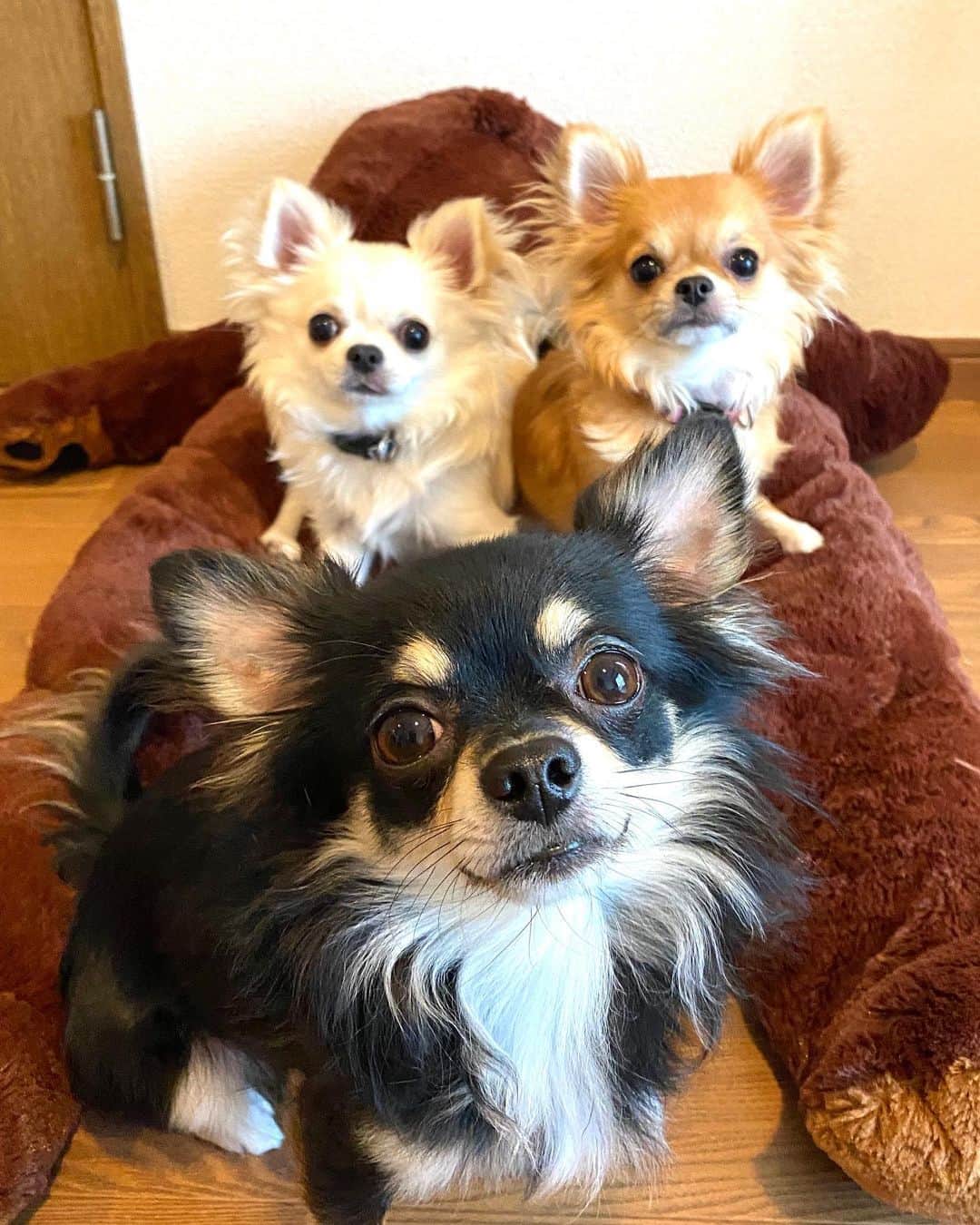 のインスタグラム：「#笑顔のバトン まわってきました！  犬の写真を1枚、何も触れず投稿してください！とのこと😀✨ ネイリストのあくりちゃん、ぜひお願いしまーす❤️ #味岡ちえり」