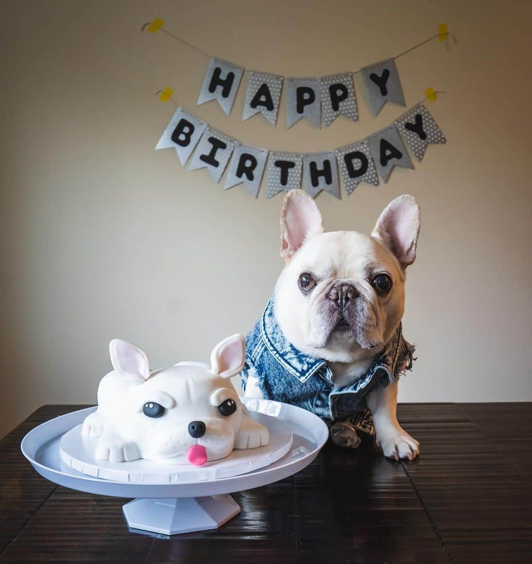 Sir Charles Barkleyさんのインスタグラム写真 - (Sir Charles BarkleyInstagram)「Today I am 8 years old! I know, it’s hard to believe with this baby face and physique! 😅  My wish today is for continued health, not just for me and my family but for all of you out there reading this. Please stay safe! Stay home. Wear a mask if you have to leave. Wash your hands! And please be kind to others. My parents work in healthcare so have been a bit busy which is why I haven’t been able to post as much. But I’m still here and staying home with my grandma and sissy, making sure they’re safe! Love you guys! Stay well! ❤️🙏🏼 #happybirthdaybarkley And a big thank you always to my auntie @cptreats for my AMAZING birthday cake this year! Every year she goes above and beyond for me and this year “takes the cake!” 🙃」5月7日 23時20分 - barkleysircharles