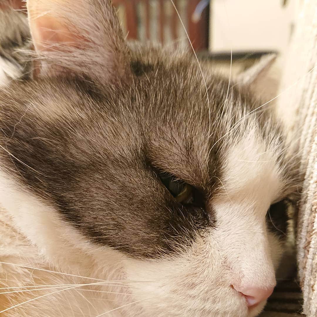 北剛彦のインスタグラム：「「ずっと家にいるのね。ちょっと嬉しいわ」  #今日のちび様  #猫 #ねこ #ネコ #cat #ねこ部 #みんねこ  #それゆけペラリーマン」