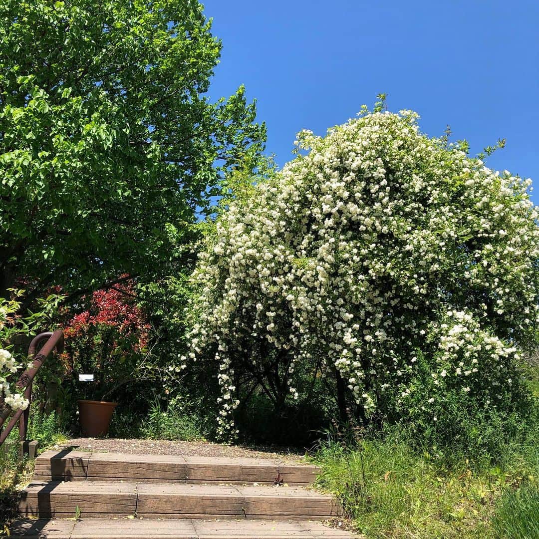 生活の木 メディカルハーブガーデン薬香草園【公式】さんのインスタグラム写真 - (生活の木 メディカルハーブガーデン薬香草園【公式】Instagram)「【薬香草園は現在臨時休業中です】  こんにちは 風がすこし強いですが今日もよいお天気になりましたね。  この季節は毎日来ていても、 植物の変化するガーデンは 驚きと発見に満ちていましたが 1週間ぶりとなるとまるで魔法のようです。  5月のガーデンすこしですがご案内しますね。  ガーデンの入り口のウラジロハコヤナギがすっかり茂って気持ちのいい木陰ができていました。  ベニバナトチノキも花盛り。 ウラジロハコヤナギと組み合わせは高原のようです。  ハウスの入り口の五色柳（白露錦）の新芽とオルラヤの花も爽やかです。  モッコウバラがいよいよ満開！ 一年に一度だけの出会いです。  アーチをくぐって花と香りに包まれる…気分になれるでしょうか。  #生活の木 #薬香草園  #飯能#ハーブ園 #ハーブ#ハーブある暮らし  #herbs  #ウラジロハコヤナギ #ぎんどろ  #ベニバナトチノキ  #レッドチェスナット  #白露錦 #ハクロニシキ #オルラヤ  #モッコウバラ  #モッコウバラ白  #ウェルネス#ウェルビーイング」5月7日 14時37分 - treeoflife_garden