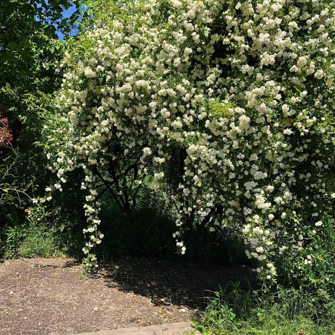 生活の木 メディカルハーブガーデン薬香草園【公式】さんのインスタグラム写真 - (生活の木 メディカルハーブガーデン薬香草園【公式】Instagram)「【薬香草園は現在臨時休業中です】  こんにちは 風がすこし強いですが今日もよいお天気になりましたね。  この季節は毎日来ていても、 植物の変化するガーデンは 驚きと発見に満ちていましたが 1週間ぶりとなるとまるで魔法のようです。  5月のガーデンすこしですがご案内しますね。  ガーデンの入り口のウラジロハコヤナギがすっかり茂って気持ちのいい木陰ができていました。  ベニバナトチノキも花盛り。 ウラジロハコヤナギと組み合わせは高原のようです。  ハウスの入り口の五色柳（白露錦）の新芽とオルラヤの花も爽やかです。  モッコウバラがいよいよ満開！ 一年に一度だけの出会いです。  アーチをくぐって花と香りに包まれる…気分になれるでしょうか。  #生活の木 #薬香草園  #飯能#ハーブ園 #ハーブ#ハーブある暮らし  #herbs  #ウラジロハコヤナギ #ぎんどろ  #ベニバナトチノキ  #レッドチェスナット  #白露錦 #ハクロニシキ #オルラヤ  #モッコウバラ  #モッコウバラ白  #ウェルネス#ウェルビーイング」5月7日 14時37分 - treeoflife_garden