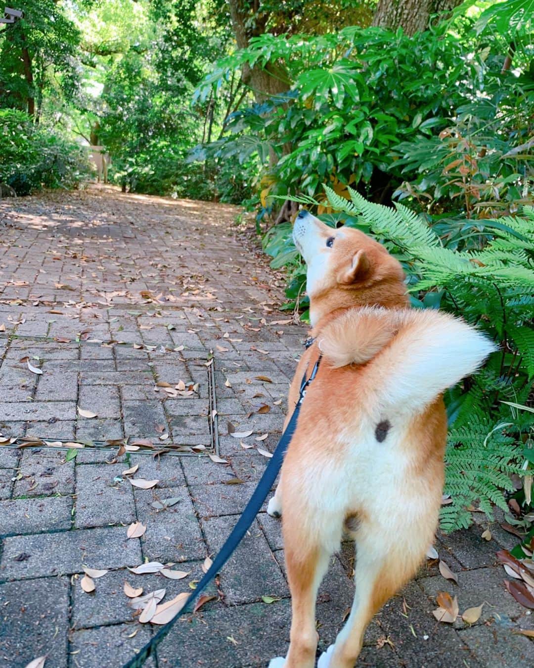 大山加奈さんのインスタグラム写真 - (大山加奈Instagram)「. . 今朝のあさんぽ中の1枚。 . .  なにかを見上げるだいずくん。 . . お散歩コースの中で 唯一緑がいっぱいの場所🌿 . . #だいず #だいず🐕💓 #豆柴 #豆柴部  #柴犬 #しばいぬ  #犬のいる暮らし#🐶 #🐕#いぬすたぐらむ #ワンスタグラム #しばすたぐらむ #mameshiba#shibainu#shibastagram #柴犬好きさんと繋がりたい #柴犬のいる暮らし #柴犬ライフ」5月7日 15時06分 - kanaoyama0619