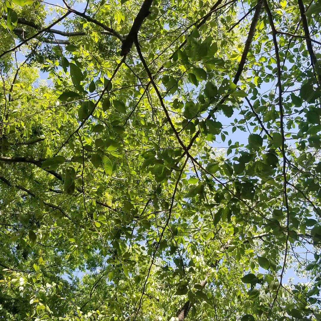 佐川愛果さんのインスタグラム写真 - (佐川愛果Instagram)「最近は天気良い日の買い物ついでのお散歩が気分転換になってる🙆 息子がちょうどお昼寝する時間帯に空いてる公園で木漏れ日を楽しみながら、小鳥のさえずりや枝葉が風にそよぐ音を楽しむのである。  これはこれで悪くはない。コロナは本当に憎いけど、大切なことを教えてくれたような気もする。実際、世界各国では、人の移動がなくなったことによって元に戻った自然も多いそうな。  #お散歩 #お散歩コース #気分転換 #ウォーキング #ママスタグラム #ママライフ #男の子ママ #コロナに負けるな #自然 #生後9ヶ月 #コドモノ #ママリ #自分時間」5月7日 15時18分 - aika728sagawa