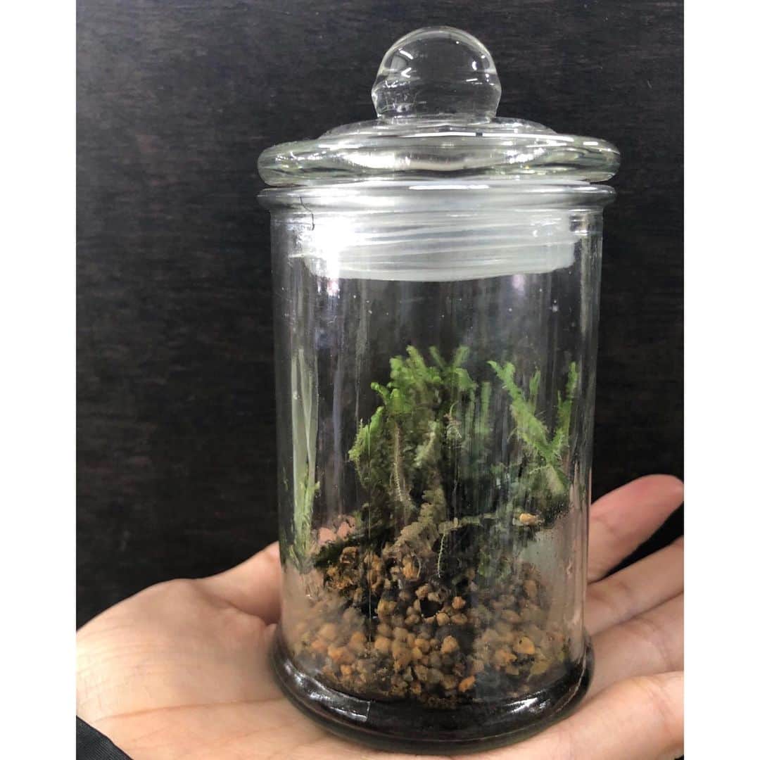 Baekのインスタグラム：「Moss terrarium🌳 #今週苔引っ越しー！ #stayhome」