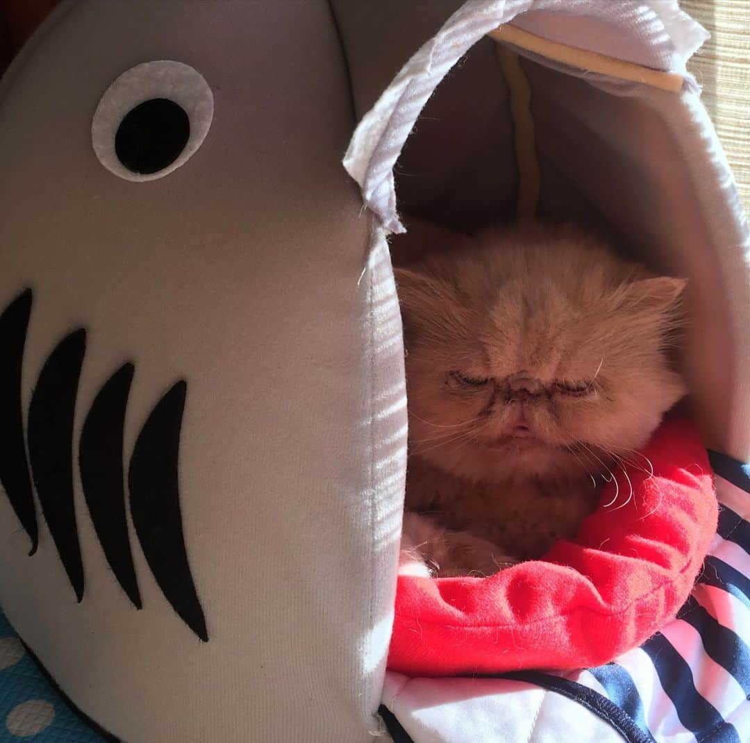 福山理子さんのインスタグラム写真 - (福山理子Instagram)「好きな、もちこさんシリーズ #ぶさかわ猫  #もちこ #保護猫 #sevethelife #ひどい寝顔」5月7日 15時53分 - rikofukuyama