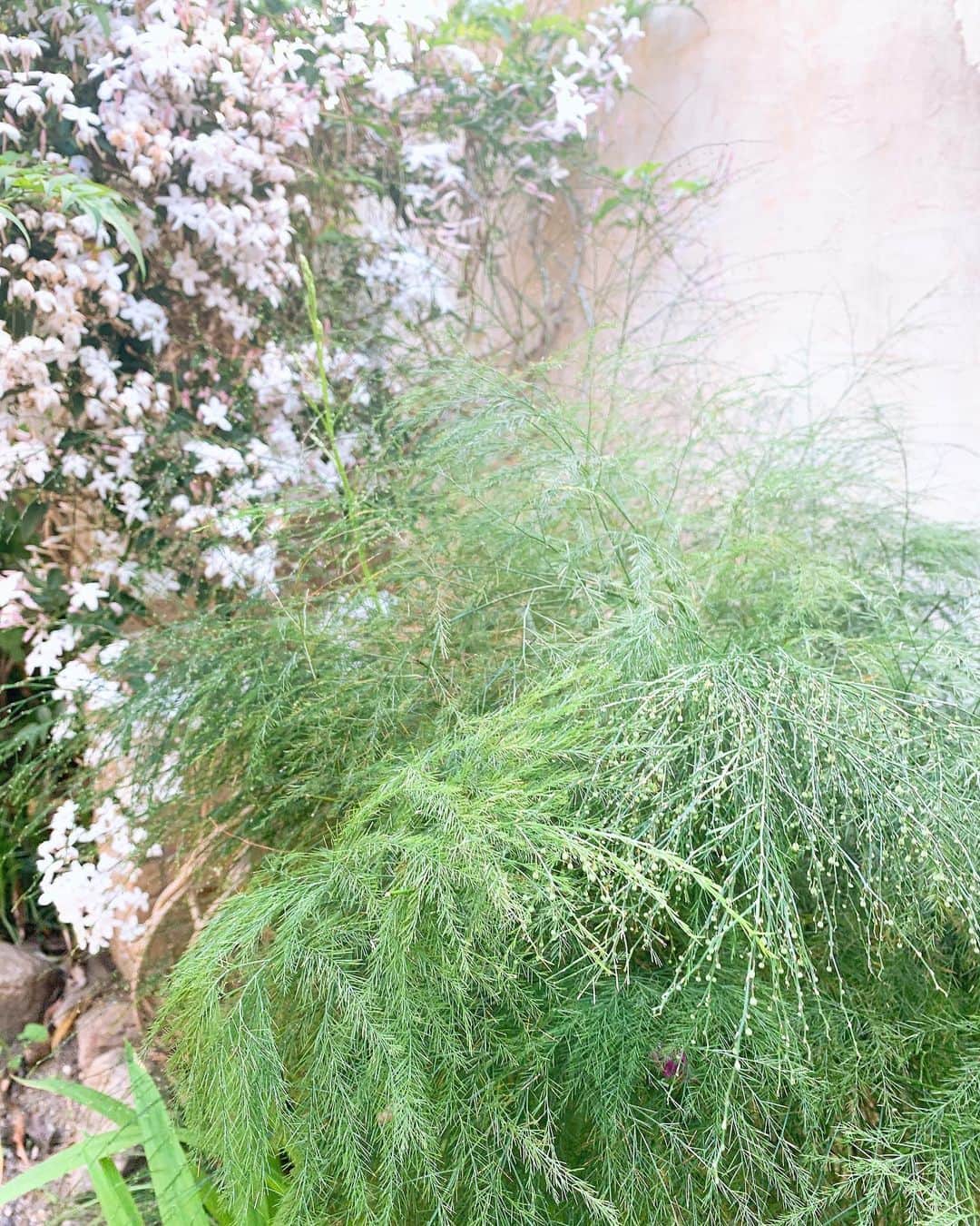 Miho Tanakaさんのインスタグラム写真 - (Miho TanakaInstagram)「庭のジャスミンがいい香りを放ってる。﻿ ﻿ 前に住まわれてた方が大切に育ててたんだろうな💌﻿ ﻿ ﻿ ﻿ ﻿ 花や緑で季節を感じるってなんかいいな﻿ 外出しなくても庭でぼーっとしてるだけで心地いい😌﻿ ﻿ ﻿ ﻿ ﻿ yuseiが張り切って始めたゆうせいファームも成長中🤘﻿ ﻿ ﻿ ﻿ あーーーー﻿ どっちか1人昼寝してくれてるだけで静かだー。あと1時間くらい寝てくれますように🤤﻿ ﻿ _____________﻿ ﻿ #庭づくり #庭のある暮らし #庭の花  #ジャスミンの花 #ジャスミンの香り  #家庭菜園　#庭いじり　#平家暮らし  #平家の家 #おうちで過ごそう #stayhome #男の子兄弟 #男の子ママ  #4歳1歳」5月7日 16時01分 - mie__blogger