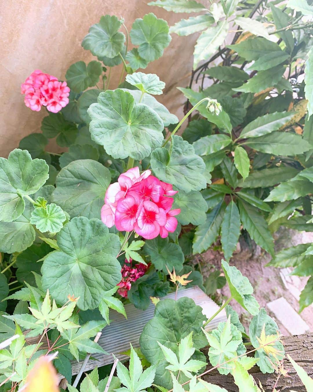 Miho Tanakaさんのインスタグラム写真 - (Miho TanakaInstagram)「庭のジャスミンがいい香りを放ってる。﻿ ﻿ 前に住まわれてた方が大切に育ててたんだろうな💌﻿ ﻿ ﻿ ﻿ ﻿ 花や緑で季節を感じるってなんかいいな﻿ 外出しなくても庭でぼーっとしてるだけで心地いい😌﻿ ﻿ ﻿ ﻿ ﻿ yuseiが張り切って始めたゆうせいファームも成長中🤘﻿ ﻿ ﻿ ﻿ あーーーー﻿ どっちか1人昼寝してくれてるだけで静かだー。あと1時間くらい寝てくれますように🤤﻿ ﻿ _____________﻿ ﻿ #庭づくり #庭のある暮らし #庭の花  #ジャスミンの花 #ジャスミンの香り  #家庭菜園　#庭いじり　#平家暮らし  #平家の家 #おうちで過ごそう #stayhome #男の子兄弟 #男の子ママ  #4歳1歳」5月7日 16時01分 - mie__blogger