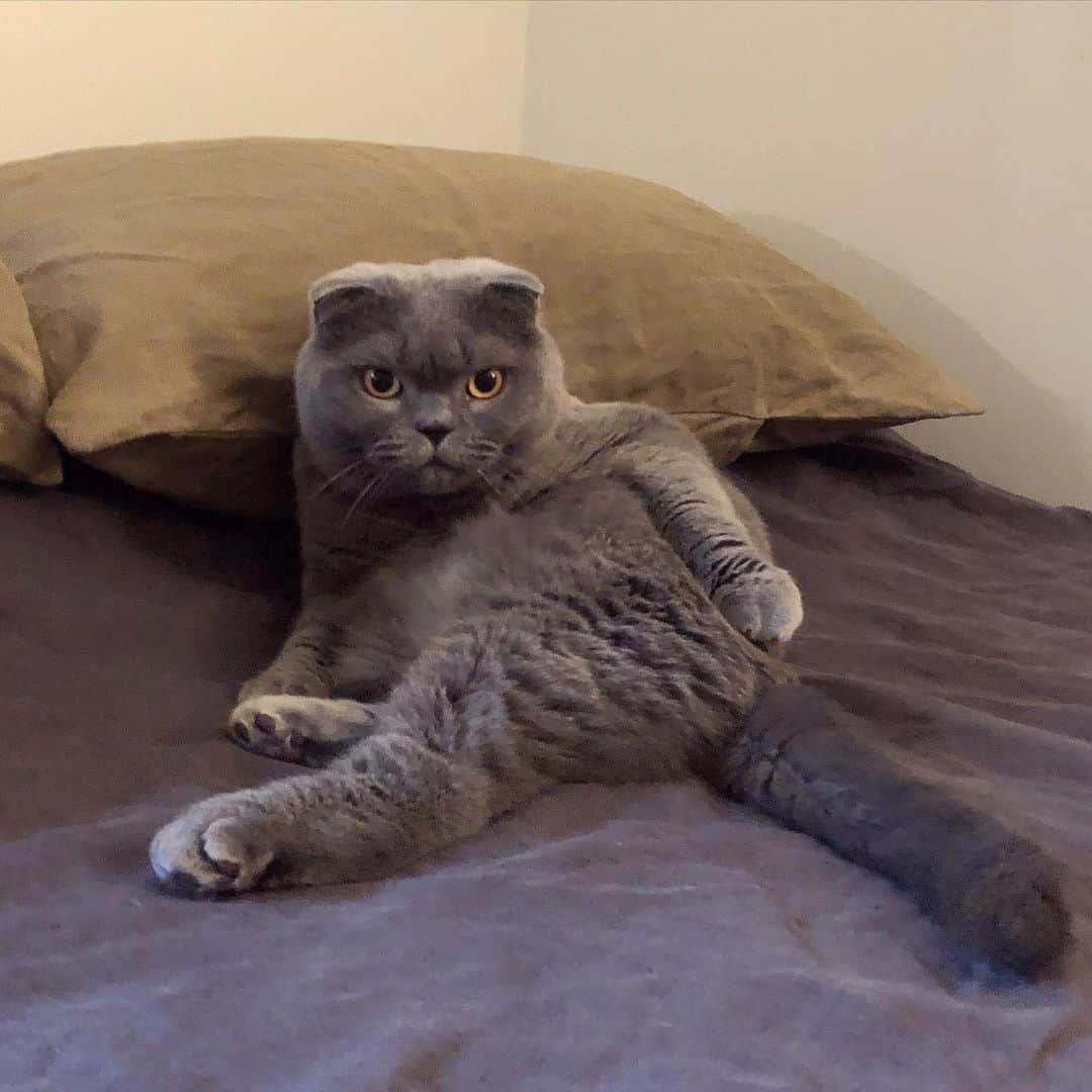のインスタグラム：「No one said you can’t WFH in bed though. 😸#WFH #stayhome #catlife」