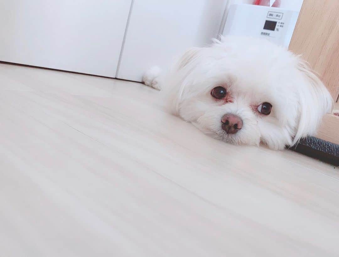こなんさんのインスタグラム写真 - (こなんInstagram)「. . きゅんです🐶  #可愛すぎて辛いです #ため息#マルプー#はぐ#愛犬#おうち時間」5月7日 17時07分 - konan_610