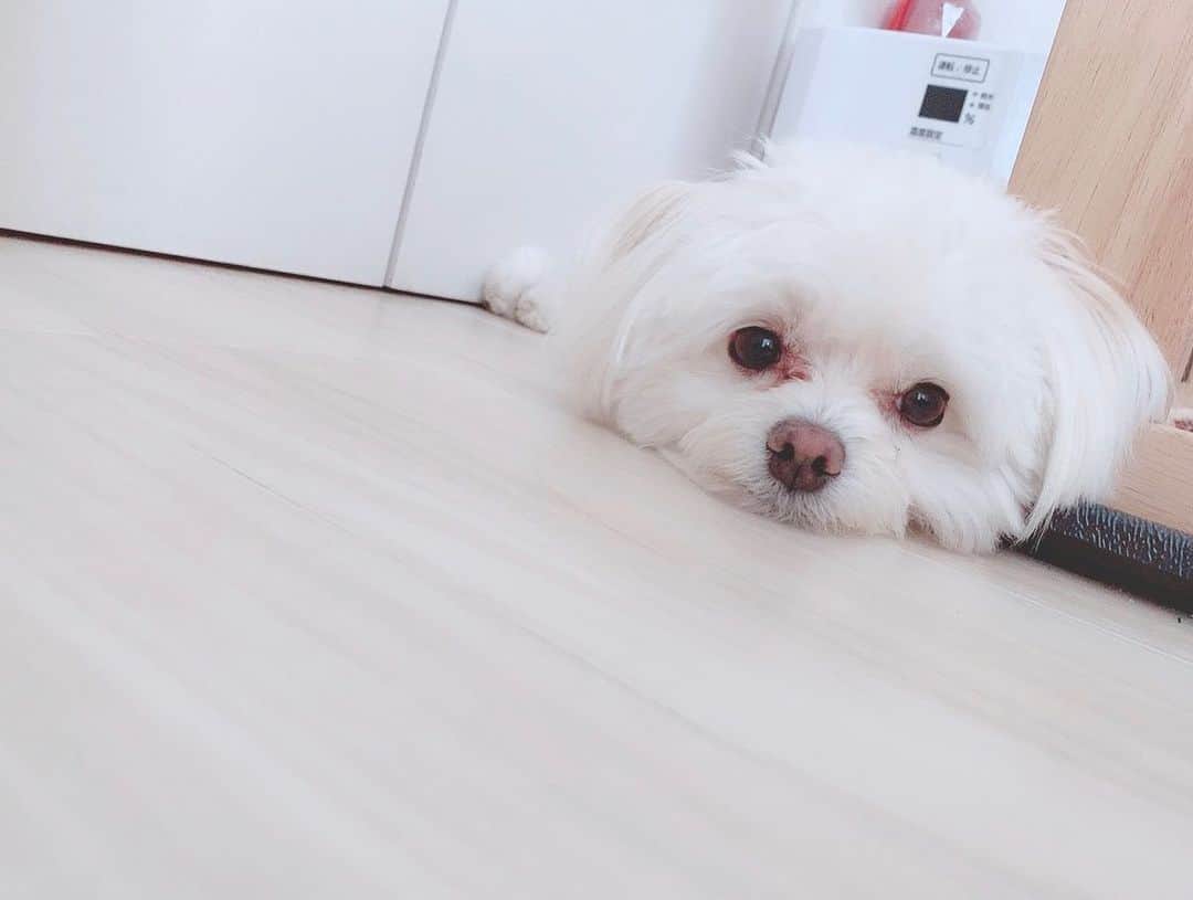 こなんさんのインスタグラム写真 - (こなんInstagram)「. . きゅんです🐶  #可愛すぎて辛いです #ため息#マルプー#はぐ#愛犬#おうち時間」5月7日 17時07分 - konan_610