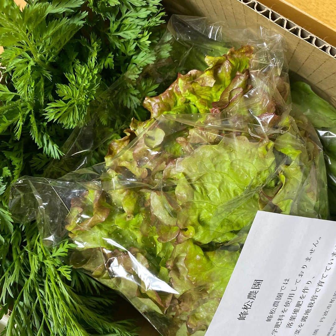 渡辺真起子さんのインスタグラム写真 - (渡辺真起子Instagram)「無農薬野菜。 綺麗な緑が届きました。 ありがたや。」5月7日 17時11分 - watanabe_makiko