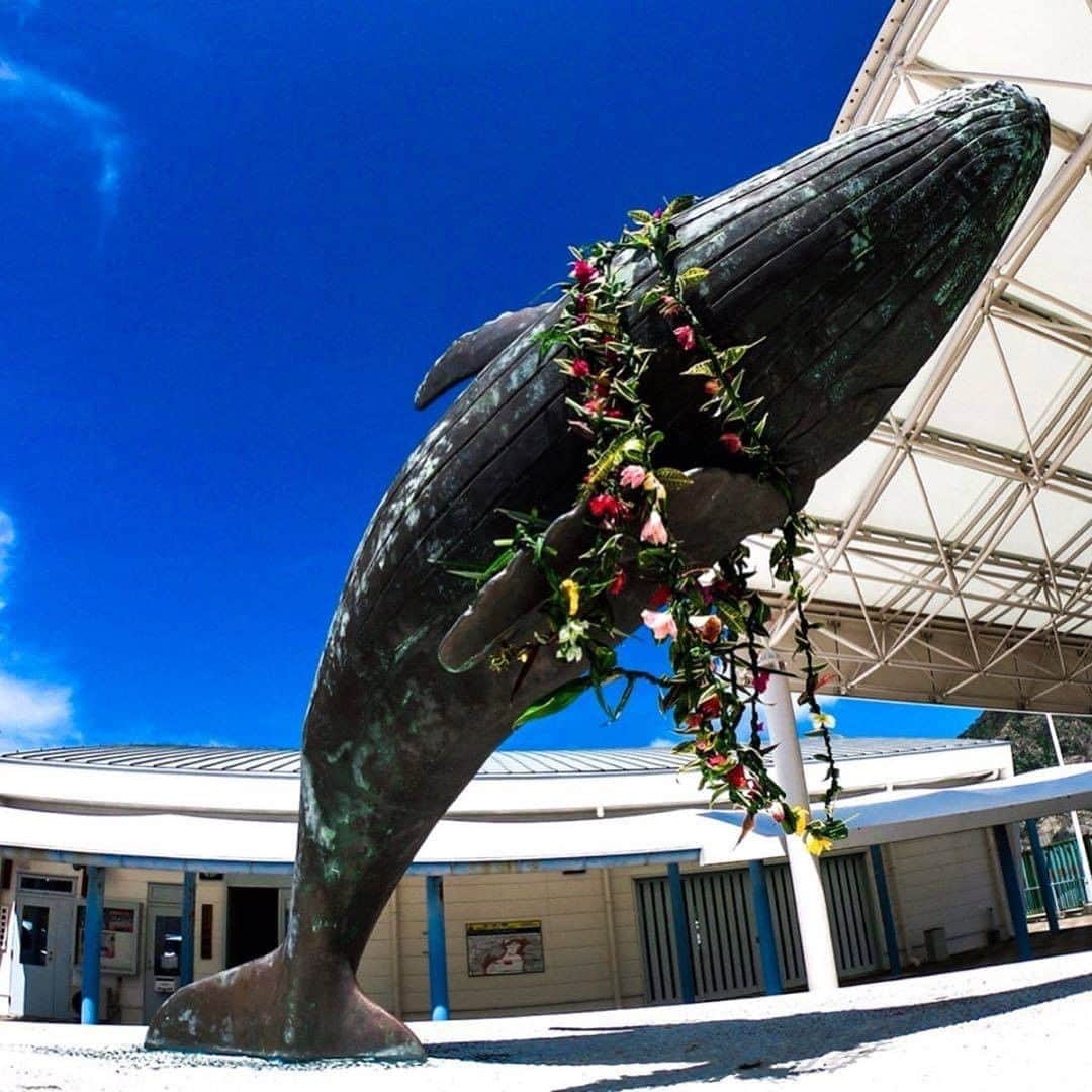 小笠原村観光局さんのインスタグラム写真 - (小笠原村観光局Instagram)「. #ogasawalove のハッシュタグを付けて投稿してくださった素敵な写真を紹介します。 . ▼本日の作品は @yoko_dok  さんのお写真です。 ． 父島の波止場にあるクジラのモニュメントに素敵なレイが飾られてますね。 去年のGW中、父島にある大きなモニュメントに飾られたレイ達を見かけた方も多くいらっしゃるのでは？ 島のフラダンスサークルの皆さまの愛のこもった力作です。華やかですね🌸 . 📍小笠原諸島・父島 波止場のクジラ #leiday2019 . ■□■□■□■□■□■□ . あなたの小笠原の写真に#ogasawalove のハッシュタグを添えて投稿してくださいね 当アカウントでご紹介させていただきます！ . それでは次回の投稿もお楽しみに♪﻿ ﻿ . ■□■□■□■□■□■□」5月7日 17時25分 - ogasawara.official