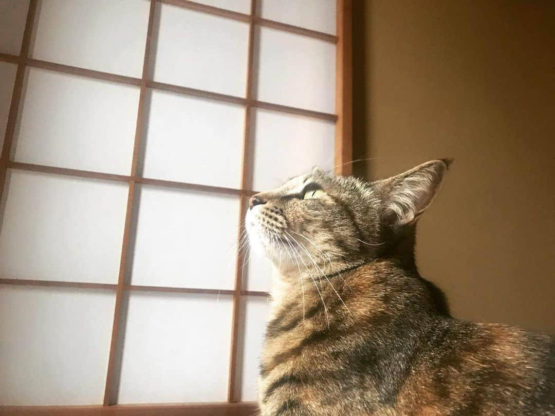 倉科カナさんのインスタグラム写真 - (倉科カナInstagram)「ツバメを見かけた^ ^ もう夏はすぐそこなんだって思った。  以上！笑^ ^✨」5月7日 17時58分 - kanakurashina_official