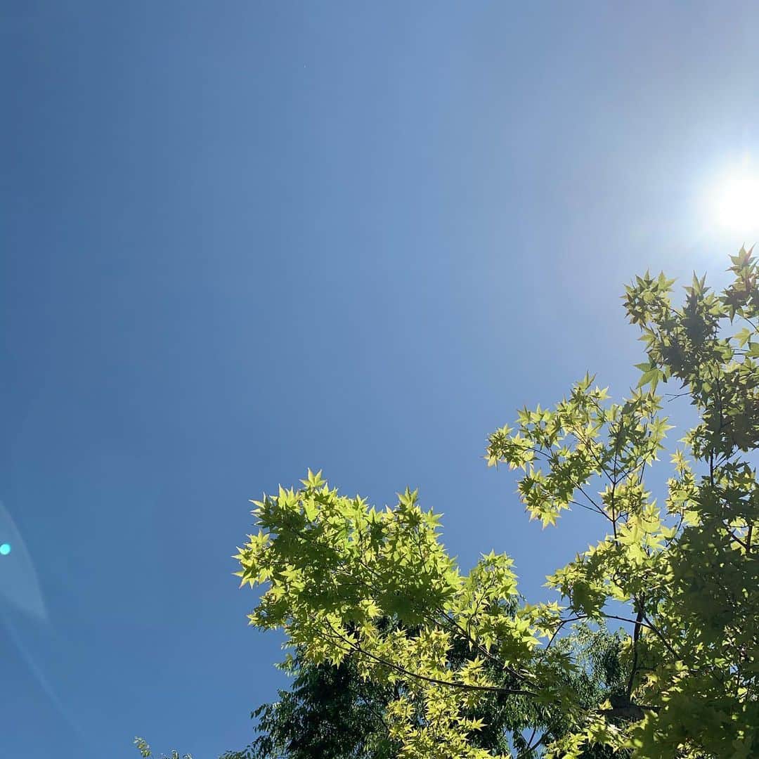 福井晶一さんのインスタグラム写真 - (福井晶一Instagram)「青い空と新緑﻿ ﻿ それだけで心が晴れてくる﻿ ﻿ 人間って不思議だね…﻿ ﻿ #晴天﻿ #新緑﻿ #enjoyhome﻿ #stayhome」5月7日 17時59分 - shoichi.fukui
