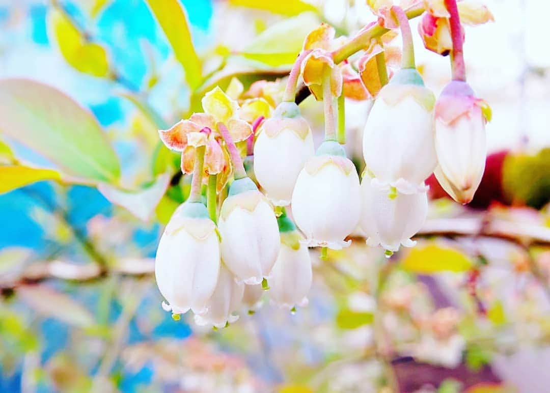 吉村美樹さんのインスタグラム写真 - (吉村美樹Instagram)「ブルーベリーの花、1ヶ月前（２枚目）からお花が落ちて太陽に向かってぐんと伸びていました☺こんなふうに育つなんて知らなかった！！夏には美味しい美味しい実がなるのでしょう♥ワクワク♥ #ブルーベリー #ブルーベリー畑 #ブルーベリーの花 #ブルーベリーの木 #🌳」5月7日 23時46分 - yoshimuramiki0911