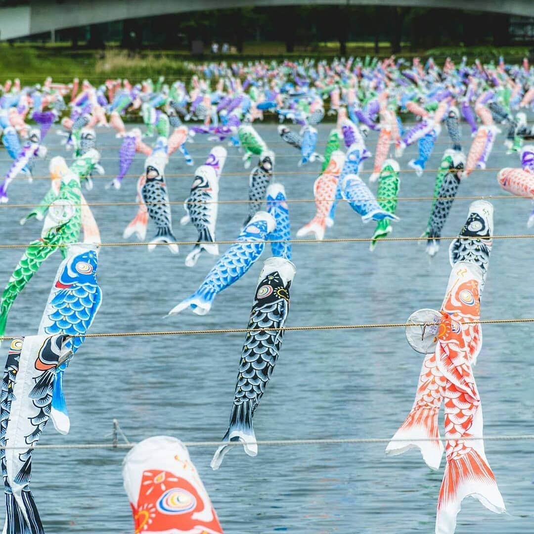 楽天トラベル さんのインスタグラム写真 - (楽天トラベル Instagram)「こんにちは😊 #おうちで旅体験 5月5日の子どもの日にたくさんの鯉のぼりの写真を投稿いただいたのでご紹介します🎏 色とりどりの鯉のぼりが泳ぐ姿が来年は見られますように🙏🏻✨ . . ーーーーーーーーーーーーーー ①📍東京タワー（東京都） 📸Photo by @tsutsuuraura_jpn  ②📍芥川桜堤公園（大阪府） 📸Photo by @honeybee_jam  ③📍浅野川 鯉流し（石川県） 📸Photo by @hakuchoro_hotelsanraku  ④📍くりはま花の国（神奈川県） 📸Photo by @yuki_pht124  ⑤📍鶴生田川（群馬県） 📸Photo by @mi_zumii  ーーーーーーーーーーーーーー 旅先で出会った美しい風景や絶品グルメなどの写真や動画を #おうちで旅体験 と #rakutentravel を付けてぜひシェアしてください😊 このアカウントでご紹介させていただきます💗 ーーーーーーーーーーーーーー . . #楽天トラベル #旅行好きな人と繋がりたい #旅したくなるフォト #旅行 #国内旅行 #おうち旅行 #おうちで旅行気分 #エア旅 #TravelFromHome #おうち時間 #travel #trip #写真で旅をしよう #鯉のぼり #こどもの日 #日本の風景 #日本の景色 #japan」5月7日 18時18分 - rakutentravel