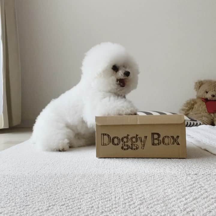 ゆうのインスタグラム：「. . 退屈してたアーニーさんに 5月の @doggybox_jp  が届いた🎁 . 大好きなオモチャ🤖とオヤツ🍭 . なかなかお出かけ出来ないから 嬉しいねぇ🐶💓 . ...カメラの前に座らないで下さい😂 . . #doggybox  #ドギーボックス  #ドギボ . . .」