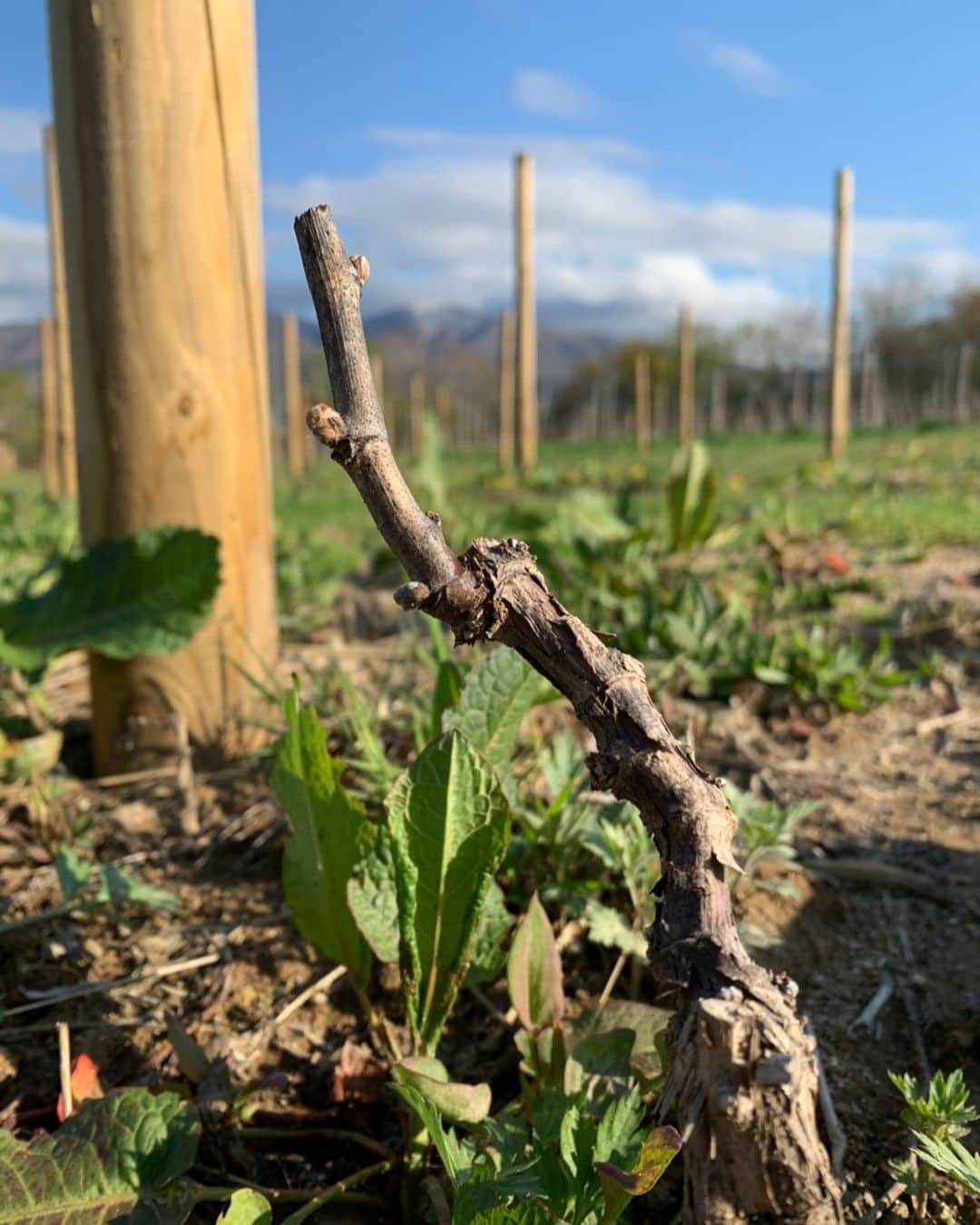都倉賢さんのインスタグラム写真 - (都倉賢Instagram)「この芽がやがてブドウになりそれがワインになり皆さんの手に届き人と人とが繋がりそれが思い出となり…そんなシーンに寄り添えるワインを造っていきたい！！！ #都倉ワイナリー」5月7日 18時20分 - tokuraken