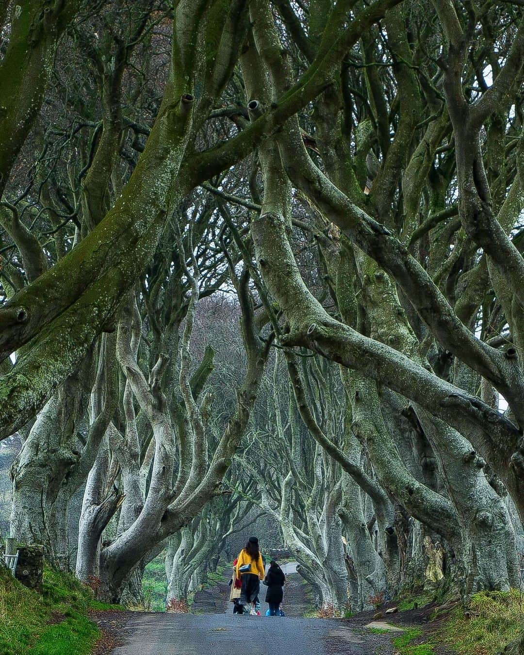 詩歩さんのインスタグラム写真 - (詩歩Instagram)「🇮🇪 #エアー海外旅行 ﻿ ﻿ The Dark Hedges in Northern Ireland. Pic from my trip to Northern Ireland 2 years ago, when I had been studying English at Brighton, UK.﻿ ﻿ ﻿ 異世界へ繋がっていそうな「ザ・ダーク・ヘッジズ」。﻿ ﻿ 2年前のイギリス短期留学中に週末旅行で訪れた、北アイルランドにあります。﻿ ﻿ 海外の人気ドラマ「ゲーム・オブ・スローンズ」のロケ地にもなっている並木道。﻿ ﻿ 18世紀頃、来訪者を驚かせるために作られたそうですが、最近は自然災害などで木が弱ってきてて、実際に目で見ると木がスカスカになってきています。﻿ ﻿ 自分が「いつか行きたい」と思っていた場所も、気づかない間に「行けない場所」になっているかも。﻿ ﻿ 🌱﻿ ﻿ 思った日が吉日。﻿ ﻿ 10年前と比較すれば、海外は本当に本当に身近になっています。﻿ ﻿ 今はまだ自由におでかけできないけど、その日がきたらまた旅立てるように。﻿ ﻿ 行きたいと思ってた場所の情報収集を、今だからこそしておくのが楽しいと思います✈️✨﻿ ﻿ 🎬﻿ ﻿ ﻿ 昨日Youtubeにあげた動画では、私がこれまでに訪れた「約60ヶ国」のエピソードを、世界地図をスクラッチしながらお話しています。﻿ ﻿ 今回は最後の【後編】！﻿ ﻿ ご紹介したのはこちらの国々です。﻿ ﻿ ロイヤルカリビアン・カリブ海クルーズ（アメリカ　ハイチ　ジャマイカ　メキシコ）フィリピン（セブ島・ボホール島）インドネシア（バリ島）	ニューカレドニア　ロシア（サッカーW杯サランスク）　フィンランド　スイス　イギリス（ブライトン英語留学）	北アイルランド	香港　マカオ　中国（深セン）フィジー　ベトナム（ダナン　ホー・チ・ミン）ケニア　ロシア（サハリン樺太）タイ（チェンマイ　コムローイ祭り）モルディブ﻿ ﻿ ﻿ チャンネルのURLはプロフィール欄にも書いてます。﻿ https://www.youtube.com/user/zekkeichannnel﻿ ﻿ ﻿ 登録者数も、おかげさまで「4,000人」に！✨﻿ ﻿ 素人ながら、頑張って撮影も編集も自分でやってるので、ぜひご覧ください☺🙏﻿ ﻿ ﻿ ﻿ #shiho_uk﻿ 📷 Nov 2018﻿ 📍ザ・ダーク・ヘッジズ／イギリス　北アイルランド﻿ 📍The Dark Hedges／Northern Ireland﻿ ﻿ ﻿ ©Shiho/詩歩」5月7日 18時34分 - shiho_zekkei