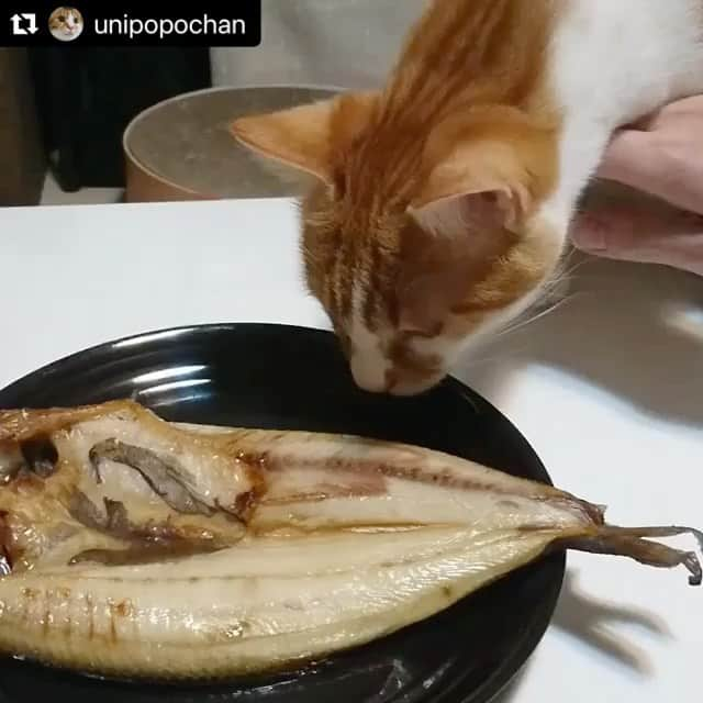 ねこのインスタグラム