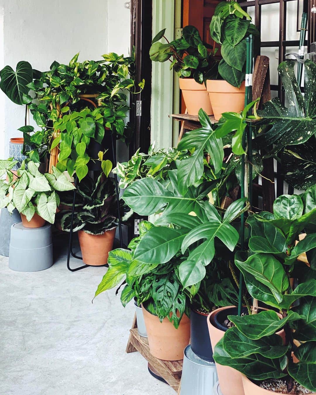 鄭碧瑩のインスタグラム：「Just came home from the hospital and am relieved that while I was away one week @kvijaynathan took care of my plants with utmost attention.  No energy to cook yet so it’ll be awhile before you see my next #stayhome #circuitbreaker attempt at something new. Meanwhile, enjoy them greens! . . .  #plantstagram #plantsofinstagram #houseplants #plantsmakepeoplehappy #botanical #instaplants #plants #foliage #leaf #plantflife #springintoplants #plantlady #plantpotters #crazyplantlady #houseplantclub #helloplantlover #plantshelfie #houseplantsofinstagram #houseofplantlovers #junglecollective #vsco #vscogram #vscocam #vscogrid #vscoplants #balconygarden #urbanjunglebloggers」