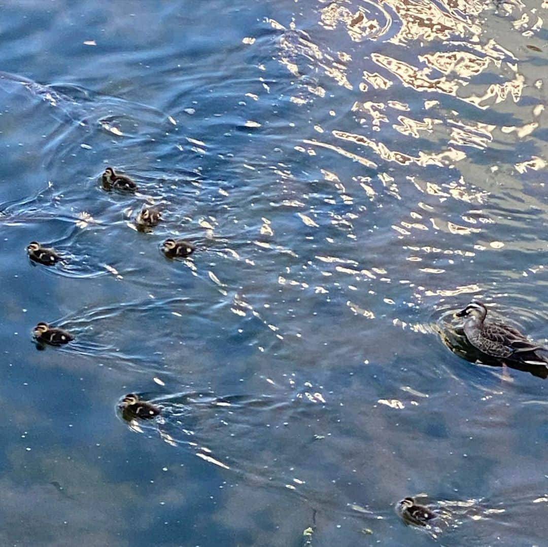 雛月乙葉さんのインスタグラム写真 - (雛月乙葉Instagram)「お散歩中に親子の鴨を発見✨🦆⠀ ⠀  一生懸命お母さんと一緒に移動していて可愛くて癒されました🥰⠀ ⠀  移動が早過ぎてなかなかアップでちゃんと写真が撮れなかった🙄💦⠀ ⠀  #鴨の親子#雛鳥#お散歩」5月7日 20時06分 - h.ayano.m