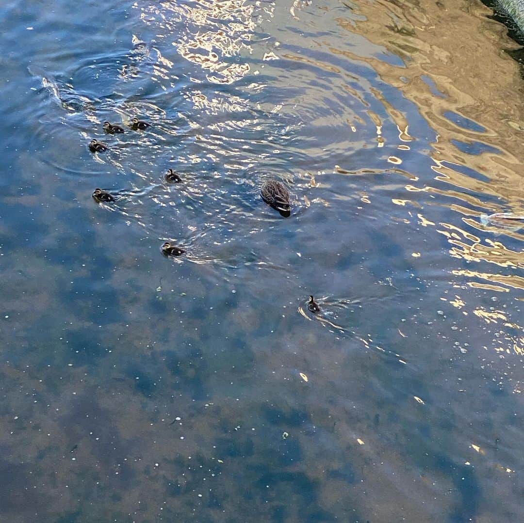 雛月乙葉さんのインスタグラム写真 - (雛月乙葉Instagram)「お散歩中に親子の鴨を発見✨🦆⠀ ⠀  一生懸命お母さんと一緒に移動していて可愛くて癒されました🥰⠀ ⠀  移動が早過ぎてなかなかアップでちゃんと写真が撮れなかった🙄💦⠀ ⠀  #鴨の親子#雛鳥#お散歩」5月7日 20時06分 - h.ayano.m