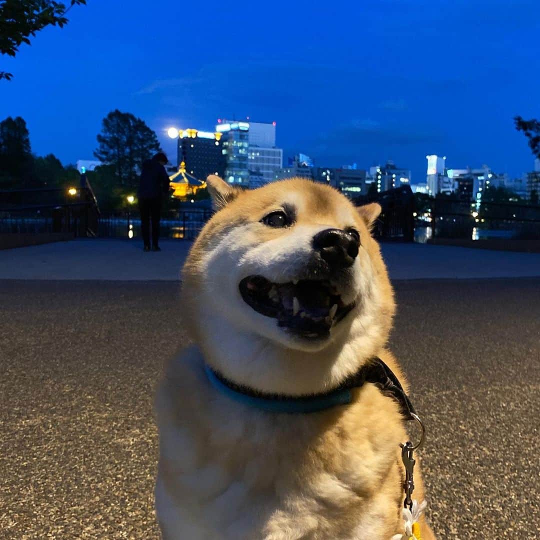 まる（まるたろう）さんのインスタグラム写真 - (まる（まるたろう）Instagram)「The Full Moon in May is known as the Flower Moon.✨🐶🌝✨今日はまーるいお月様が出てるね〜 #フラワームーンって言うんだって #柴犬色だね🌝 #デケェ #flowermoon」5月7日 20時06分 - marutaro