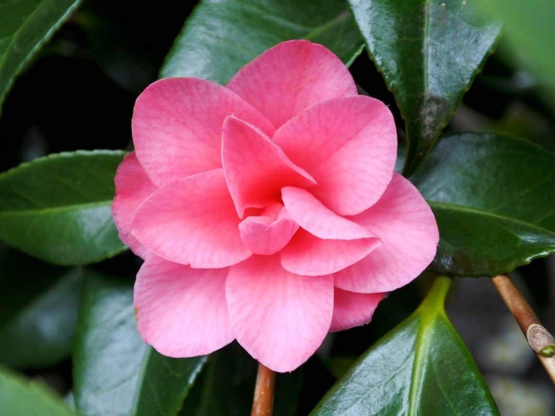 中山美香さんのインスタグラム写真 - (中山美香Instagram)「なんとも言えない美しさ。 . . . #花 #flower #fleur  #☺︎ #pink #green #tbt #pinkflower #kawaii」5月7日 20時07分 - mika5nakayama