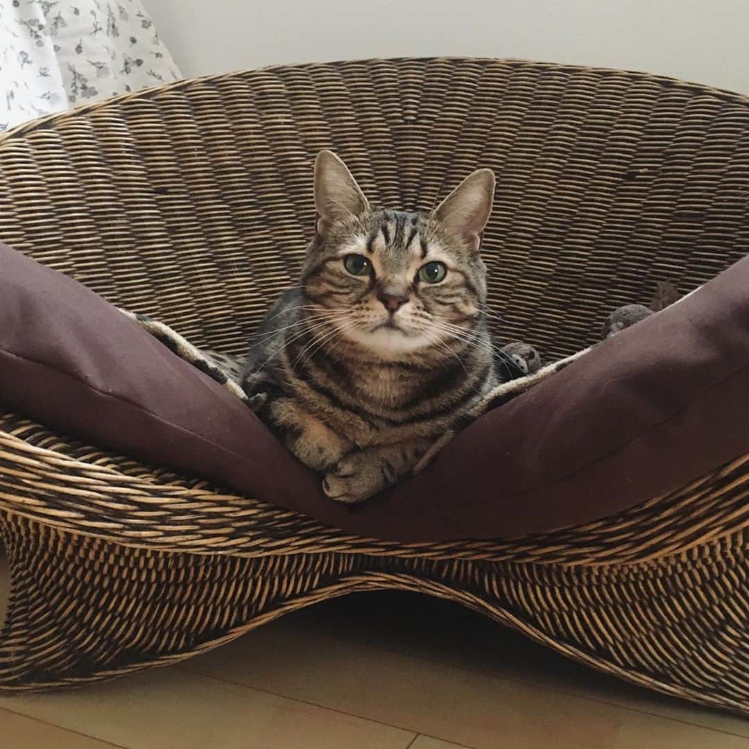 のインスタグラム：「Good job ❣️ 今日もお疲れさまにゃ。」