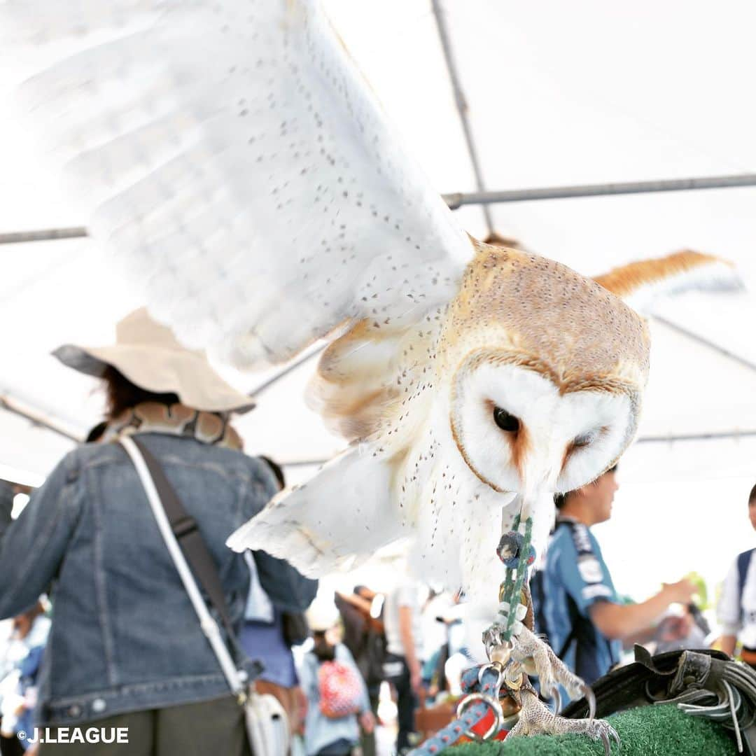 カマタマーレ讃岐さんのインスタグラム写真 - (カマタマーレ讃岐Instagram)「ピカスタでは動物にも会える⁉️ かわいい #ひよこ🐣　ワシミミズクなど移動動物園がやってくることもあります！昨年はとても盛況なイベントとなりました！  #カマタマーレ讃岐  #動物園 #Pikaraスタジアム #スタジアムの風景　#jリーグのある暮らし #コロナばっかりで気が滅入るから可愛い動物載せようぜ #動物好きな人と繋がりたい #癒し　#かわいい #アニマル #ワシミミズク　 写真は2019年5月5日藤枝戦のイベントの様子」5月7日 20時38分 - kamatama_kouhou