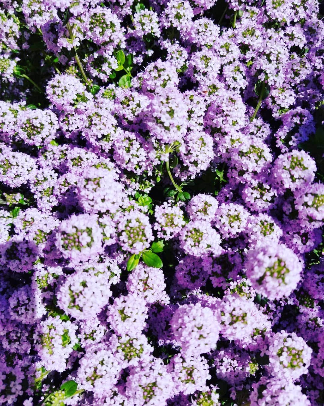 谷口キヨコさんのインスタグラム写真 - (谷口キヨコInstagram)「この色も綺麗ですね。お天気よいだけで癒されました、今日は😄#お花 #京都 #谷口キヨコ」5月7日 20時39分 - kiyokotaniguchi