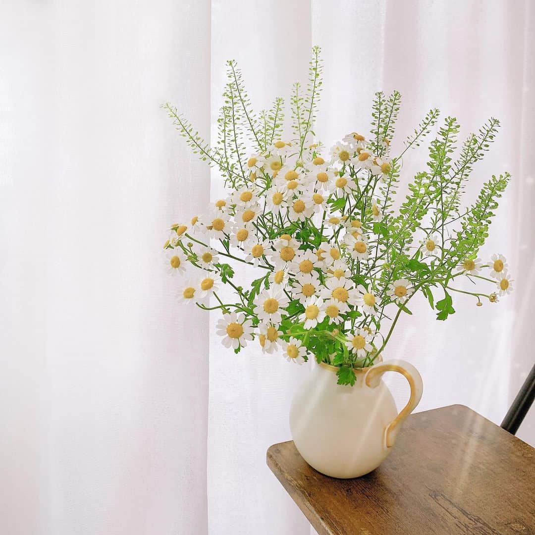 Sayakaのインスタグラム：「* 昨日の雷⚡️から 今日は気持ちの良いお天気🍃 カモミールの花言葉は 『逆境に耐える』『苦難の中の力』✨ 良い香りに癒されて 明日からも前を向いて頑張ろう🌼🌼🌼 . .  #flower #flowers #flowerlovers #floweroftheday #flowerstagram #chamomile #sayakasflower #stayhome #staypostive #カモミール #花のある暮らし #花のある生活 #おうち時間」