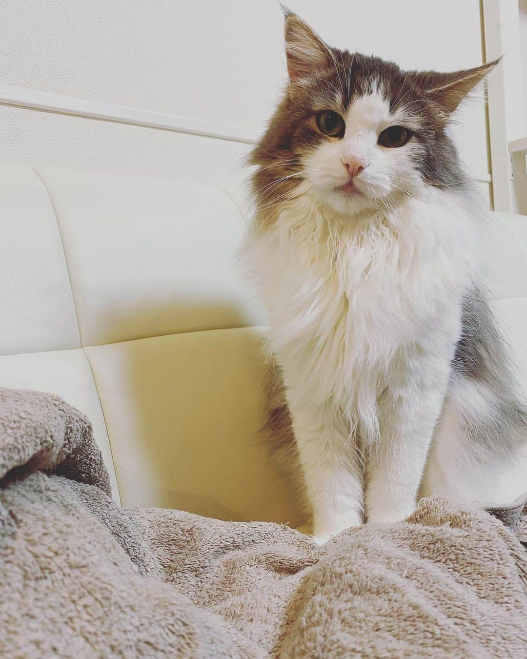 三好春奈のインスタグラム：「早いもので銀次が3歳になりました。 猫コロナウイルスを保菌していますが幸いFIPを発症せずここまできています。どうかこのまま元気に年老いて欲しいので精一杯奴隷として尽くします！！ #猫 #cat #ねこすたぐらむ #銀次 #ノルウェージャンフォレストキャット  #毛玉」