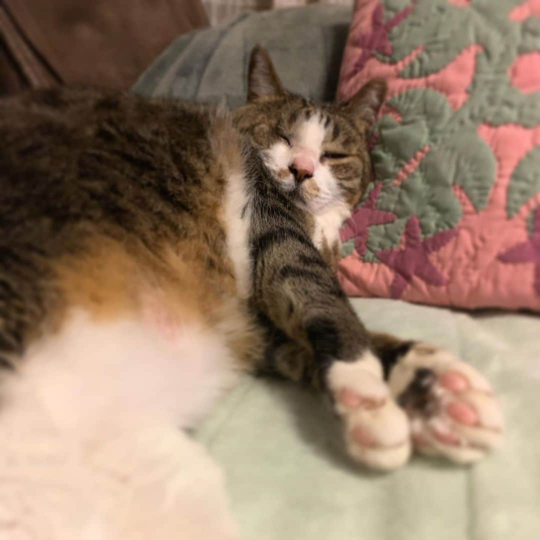 クマ・マロン・モモのインスタグラム：「すぴ〜(( _ _ ))..zzzZZ﻿ ﻿ #猫 #cat #ねこ﻿ #catstagram #ilovecats ﻿ #猫と暮らす #保護猫﻿ #にゃんだふるらいふ﻿ #きじしろねこ﻿ ﻿」