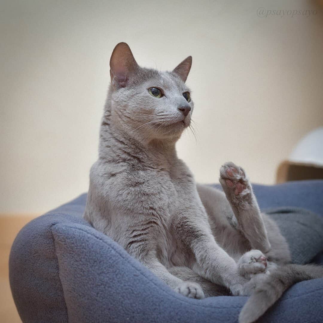 ❤?❤❤❤ Sayo ??❤?❤️❤️❤️のインスタグラム：「★ Buddha pause 🧘🏻‍♂️😑✋🏻🐾★. . I'm really into meditating recently.😼. . 瞑想中ちゅうぴぃ🧘🏻‍♂️ . . 😺  #weeklyfluff  #pets_perfection  #pets_of_our_world  #igersjp  #paw_smile_pictures #balousfriends #catstocker #nc_cuties #raw_pets #nekoclub #NECOくらぶ #jaw_dropping_shots #bestphoto_japan #IG_JAPAN #petoftoday #ビューティープロコンテスト  #PETS_iLLife  #catsofinstagram #みんねこ #猫とおうち時間  #ペットの笑顔はおうちの中から  #ロシアンブルー #ねこ  #いぬすたねこすたグランプリ」