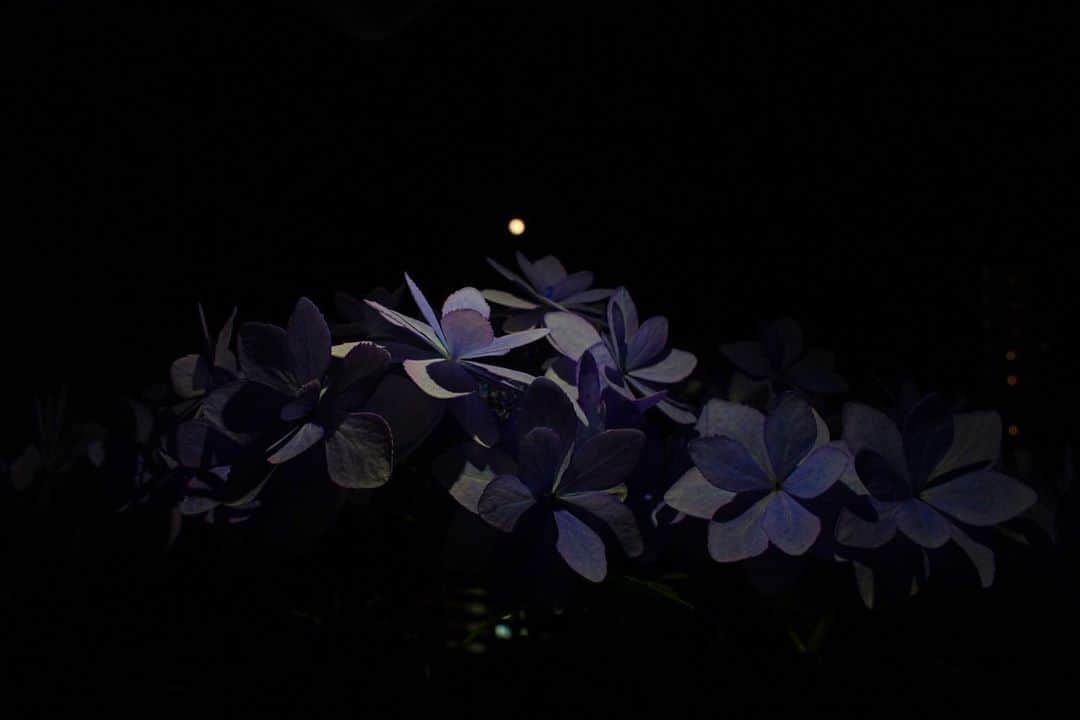 平地真菜さんのインスタグラム写真 - (平地真菜Instagram)「十五夜の満月🌕  満月をアメリカの先住民が季節に合わせた呼び方をしたそうです。 5月は色んな花が咲くため#フラワームーン と呼ぶのだとか。  家に紫陽花があるので紫陽花越しに撮ってみました😊 フラワー越しムーン  今日は元気そうですが、1度しおれたので、帰ったらまず確認します。旅行になんて行ったらまた萎れちゃう！いい感じにステイホームが促進されています😇  ため息出るくらい可愛い。紫陽花 #紫陽花 #flowermoon #enjoyhome #stayhome #fullmoon #hydrangea #instagood」5月7日 21時12分 - mana_hirachi
