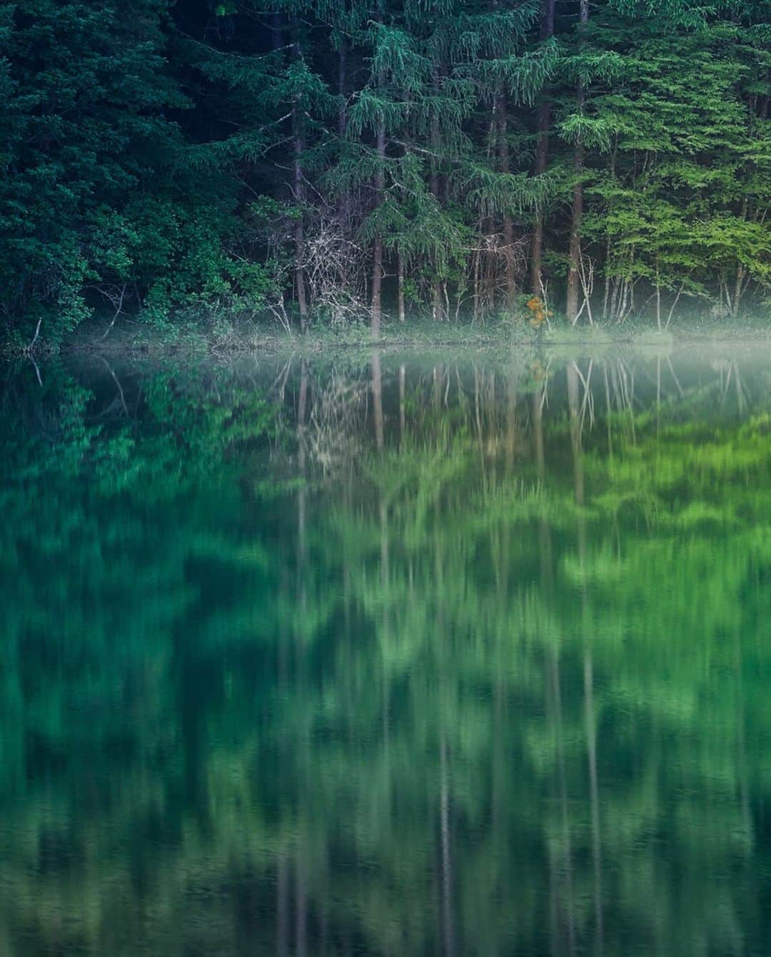 kyoko_zzzのインスタグラム：「Mysterious green  #御射鹿池 #reflectionphotography #tv_foggy」